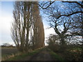 SK9273 : Line of poplars alongside a farm track by Jonathan Thacker