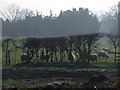 Sheep at a field boundary, near Broadway