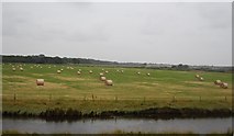 TM2536 : Farmland, Trimley Marshes by N Chadwick