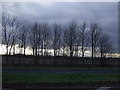 Trees beside the A177