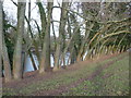 Plantation of trees on the bank of the River Usk near Pant-y-Goitre