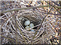 January nest with eggs