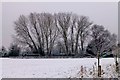 Snowy poplars