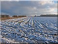 Snowy furrows