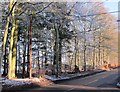 Roadside trees