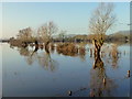 SO8328 : Flooded Tirley Marsh, 10 by Jonathan Billinger