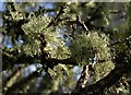 Lichen in orchard, Lower Down