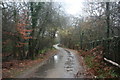 Bridleway, Coombe Wood