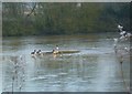 Ducks on Marsh Pond