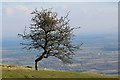 SO7639 : Hawthorn tree on Hangman's Hill, The Malverns by Bob Embleton