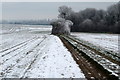 Stand of trees on the Ouse Valley Way