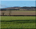 Fields north of Anstey