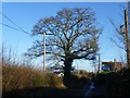 Wintry tree along Hatham Green Lane