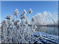 TL5394 : Hoar frost and The River Delph - The Ouse Washes near Welney by Richard Humphrey