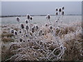 Teasels in a field boundary near College Farm, Upper Inglesham