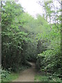 Path in Jarvis Brook Country Park (2)