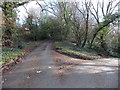 A fork in the lane, Boughspring