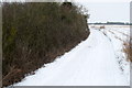 Hedge by the Milton Keynes Boundary Walk