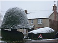 Yetminster: a shapely tree