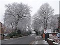 Hoar frost on the trees, mid-afternoon [1]