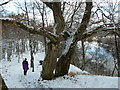 Woodland north of Kincraig