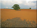 Oak tree and serpent near Muskham Woodhouse Farm