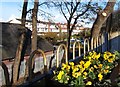 Winter pansies on the railway bridge