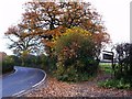 Autumn west of Havenstreet