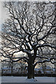 Snow Covered Oak Tree, Arnos Park, London N11