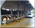 Cattle with cars and ducks at the farm