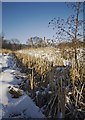 Bulrushes in the snow, near Hessle