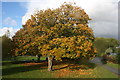 Autumnal colours, Royal Victoria Park