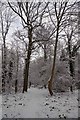 A Path Through Oakwood