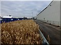 Back Road Behind Viridor IVC Site, Bredbury