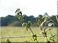 Focus ... Nettles about ... Sheffield Road, Hoyland