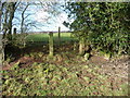 Redundant gate posts in the hedgeline near Penhain