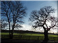 View of the Crystal Palace TV transmitter from Dulwich Common