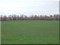 Playing Fields - off Scott Hall Avenue