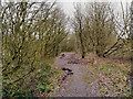 Golborne Park Wood, Path to Castle Hill