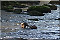 NY4569 : Wild Otters by David Liddle