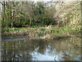 Pond, Coronation Wood