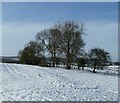 Clump of trees at The Hale