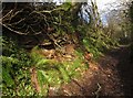 Ferns by the footpath, Hutcherleigh