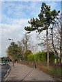 Trees, Alleyn Park