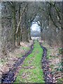 Farm Track through Rindle Wood
