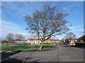 Green space in Fenham