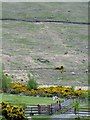 J2628 : Derelict stone-built sheep pen on the slopes of Spelga by Eric Jones