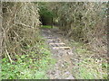 Path through the wood