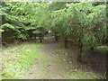 Path through forestry plantation