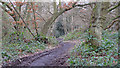 Path in Lingwood Common